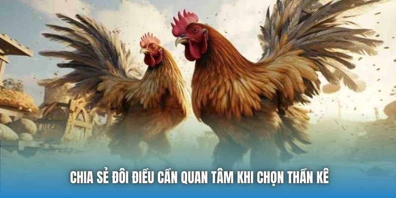 Chia sẻ đôi điều cần quan tâm khi chọn thần kê