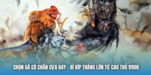Chọn Gà Có Chân Cựa Hay - Bí Kíp Thắng Lớn Từ Cao Thủ 99OK