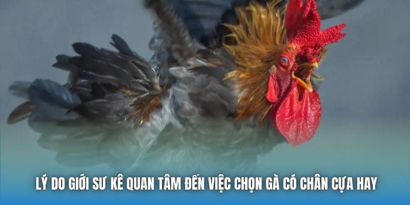 Lý do giới sư kê quan tâm đến việc chọn gà có chân cựa hay