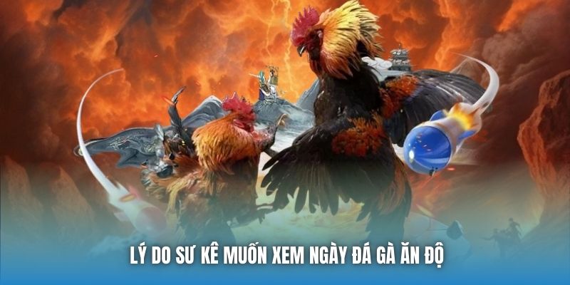Lý do sư kê muốn xem ngày đá gà ăn độ