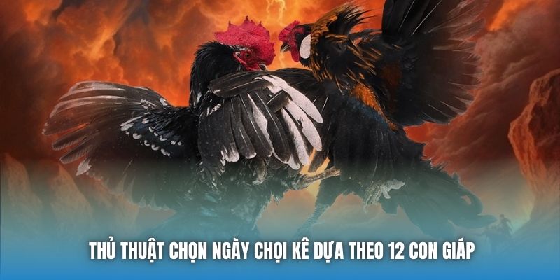 Thủ thuật chọn ngày chọi kê dựa theo 12 con giáp