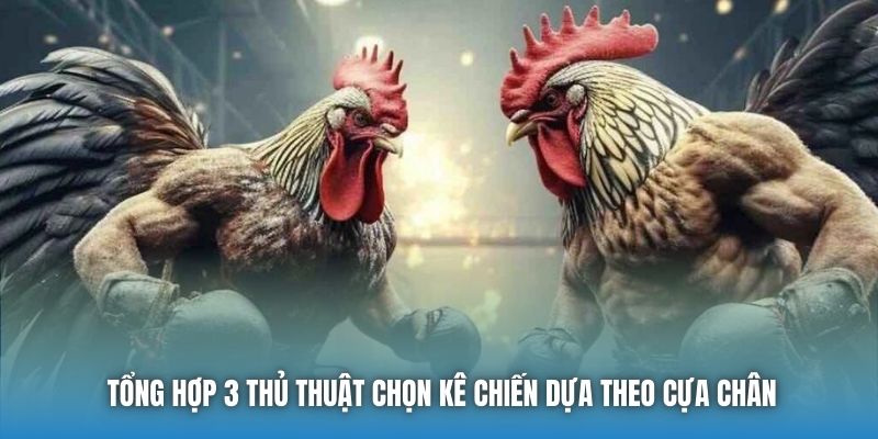 Tổng hợp 3 thủ thuật chọn kê chiến dựa theo cựa chân