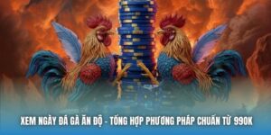 Xem Ngày Đá Gà Ăn Độ - Tổng Hợp Phương Pháp Chuẩn Từ 99OK
